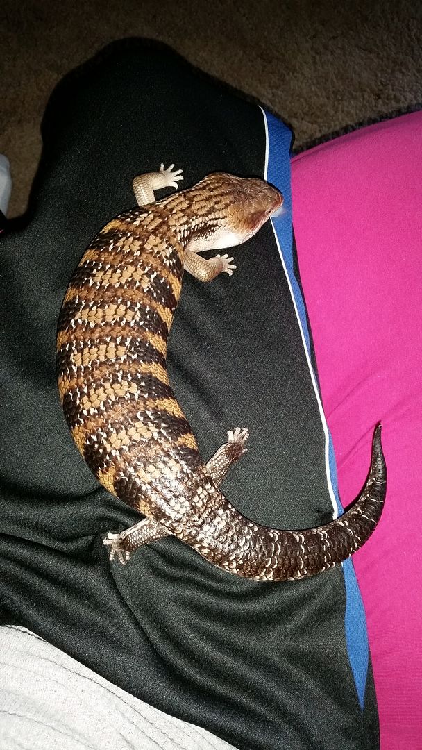 does he/she look healthy or under weight at all? BLUE TONGUE SKINKS